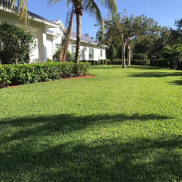 Floratam Sod for Sale